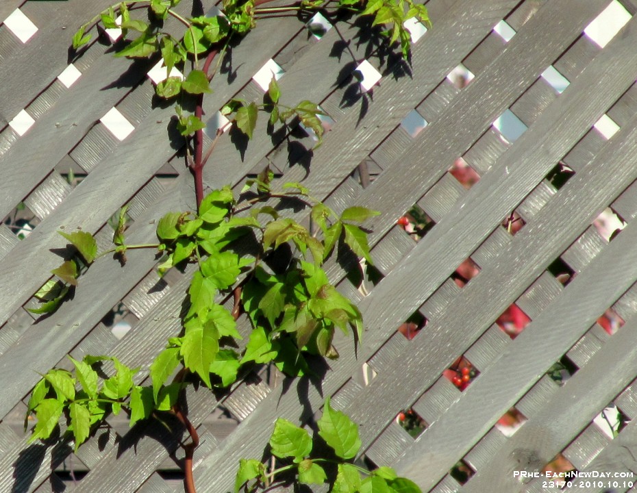 23170CrLe - Thanksgiving at Garry - Pauline's